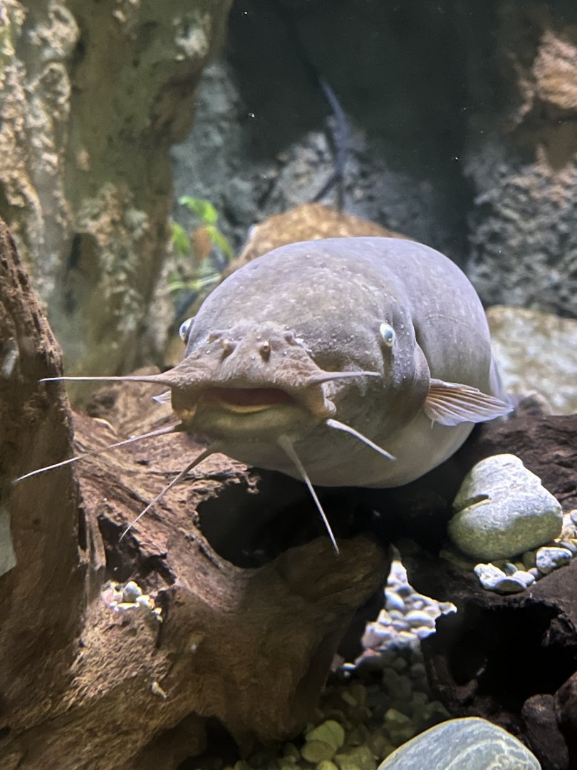 Electric Catfish