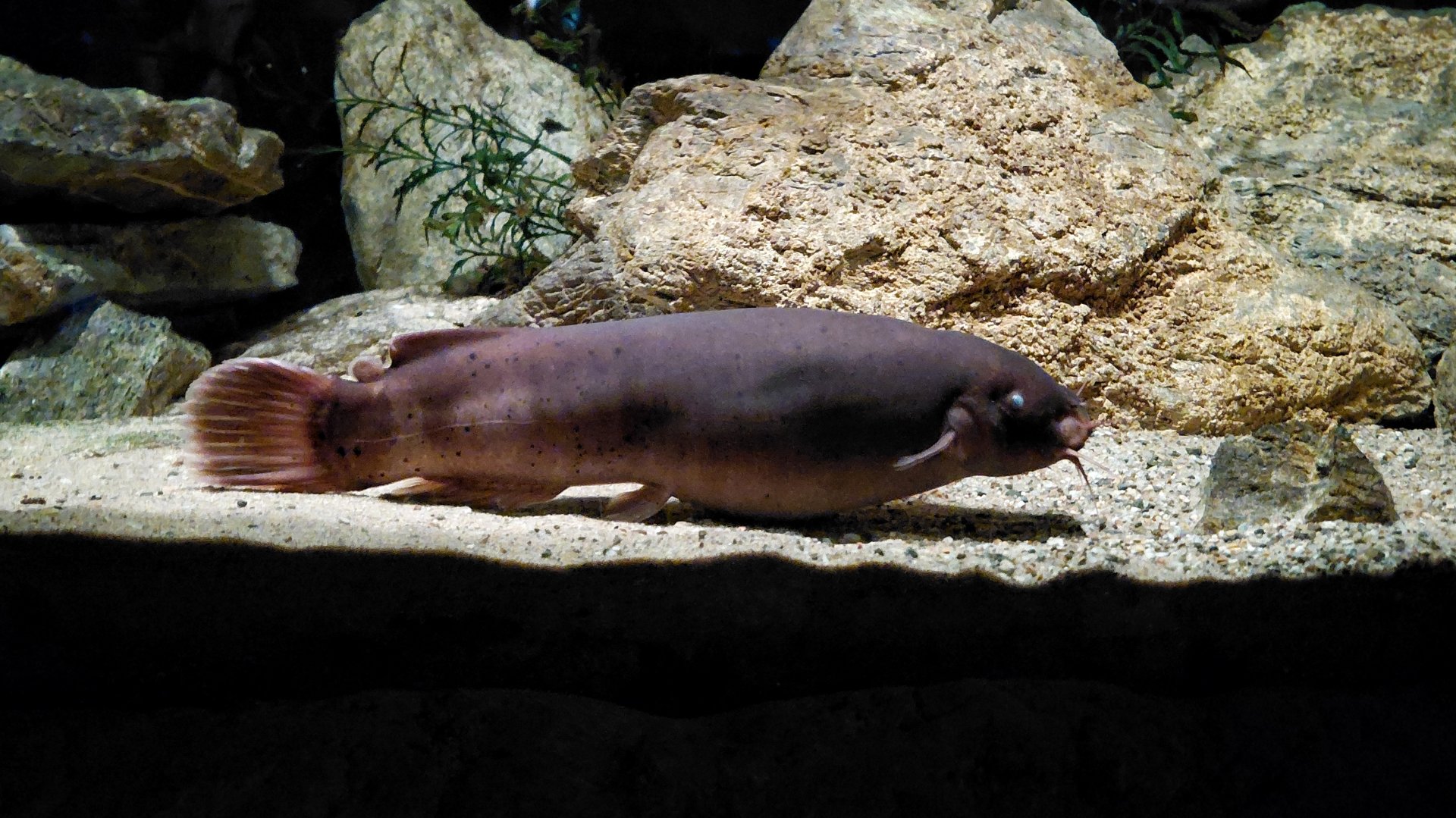 Electric catfish