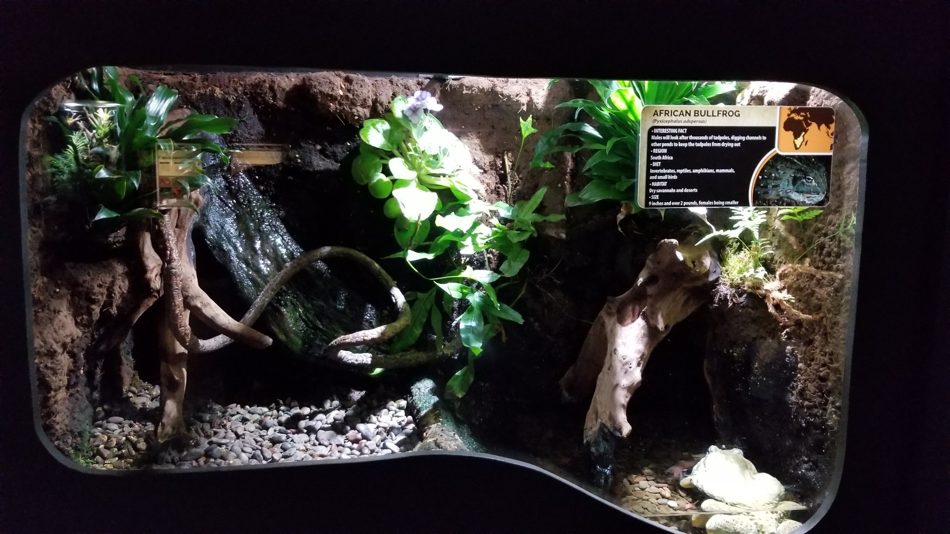 Electric City - African Bullfrog, Pyxicephalus adspersus