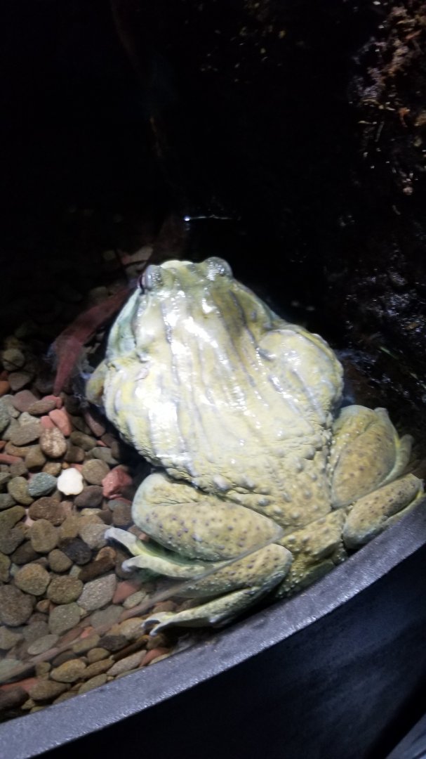 Electric City - African Bullfrog, Pyxicephalus adspersus