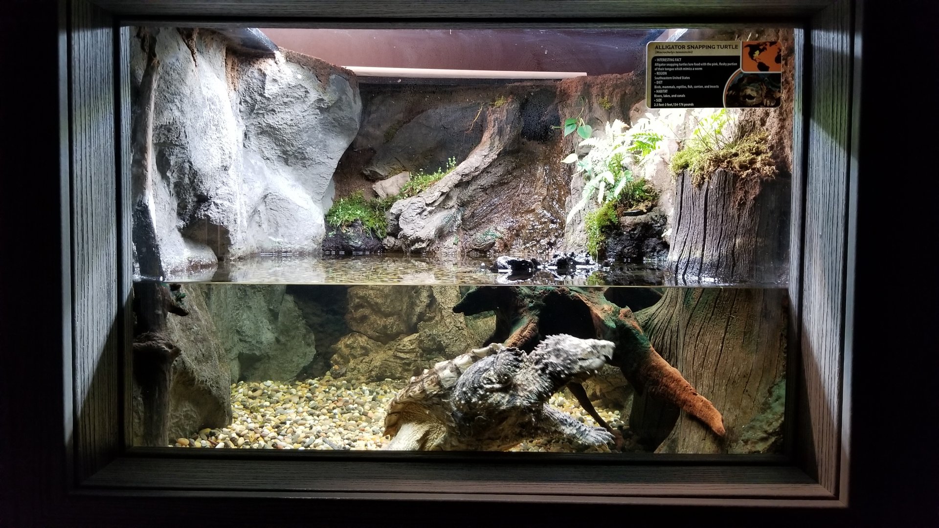 Electric City - Alligator Snapping Turtle, Macrochelys temminckii