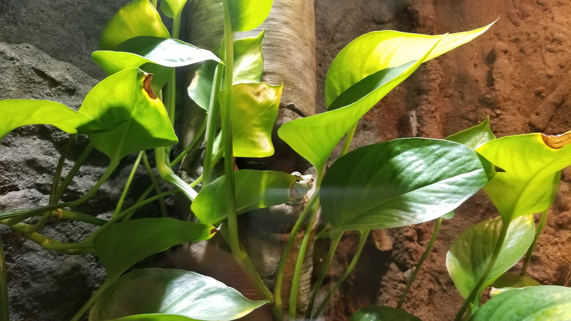 Electric City - Amazon Milk Frog posing