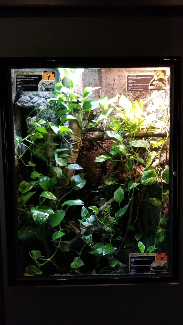 Electric City - Amazon Milk Frog Trachycephalus resinifictrix, Giant Bicolor Monkey Frog Phyllomedusa bicolor, Smooth Sided Toad Bufo guttatus