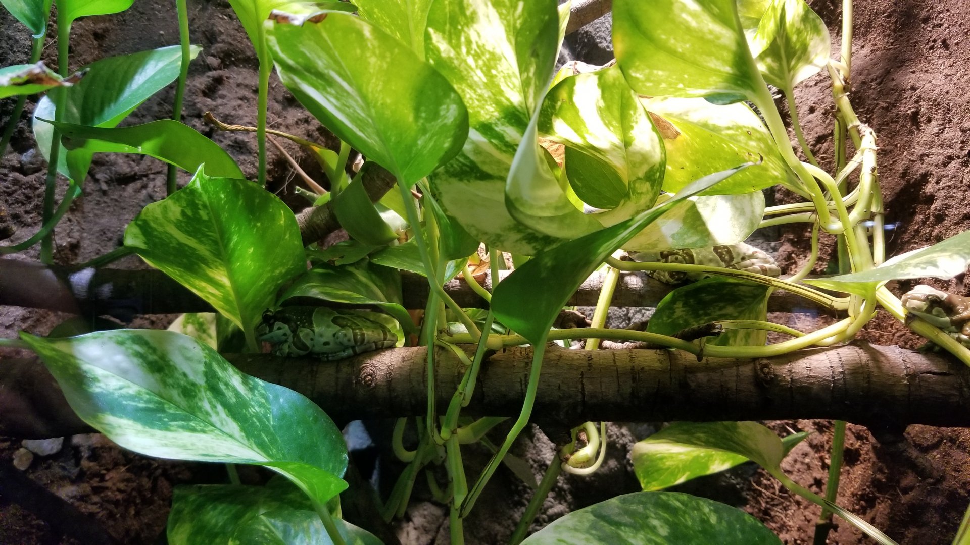 Electric City - Amazon Milk Frog Trachycephalus resinifictrix