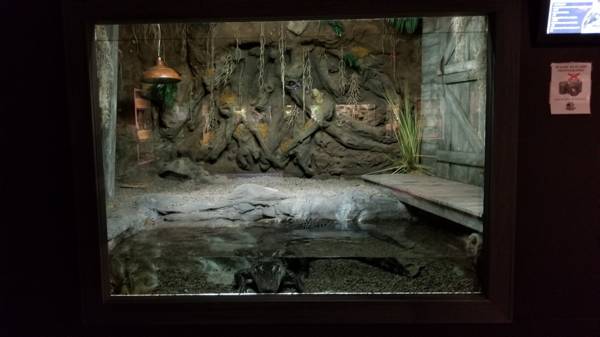 Electric City - American Alligator, Alligator mississippinesis