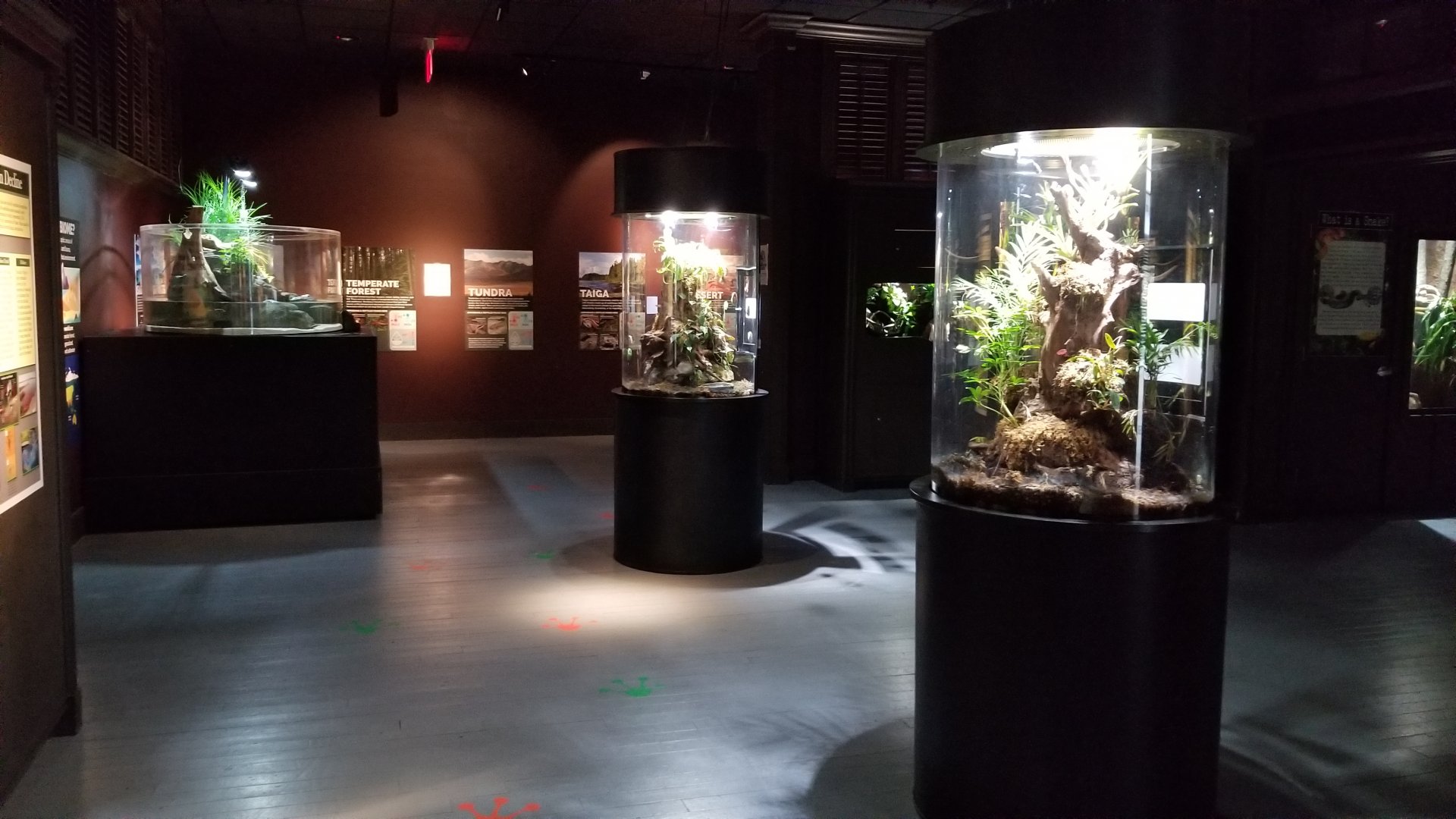 Electric City - Amphibian room