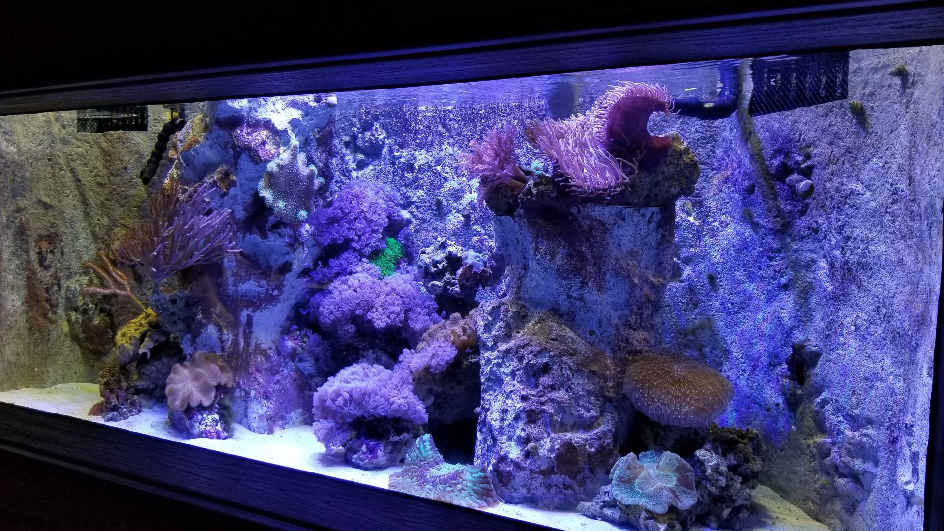 Electric City - Anemone, snail tank