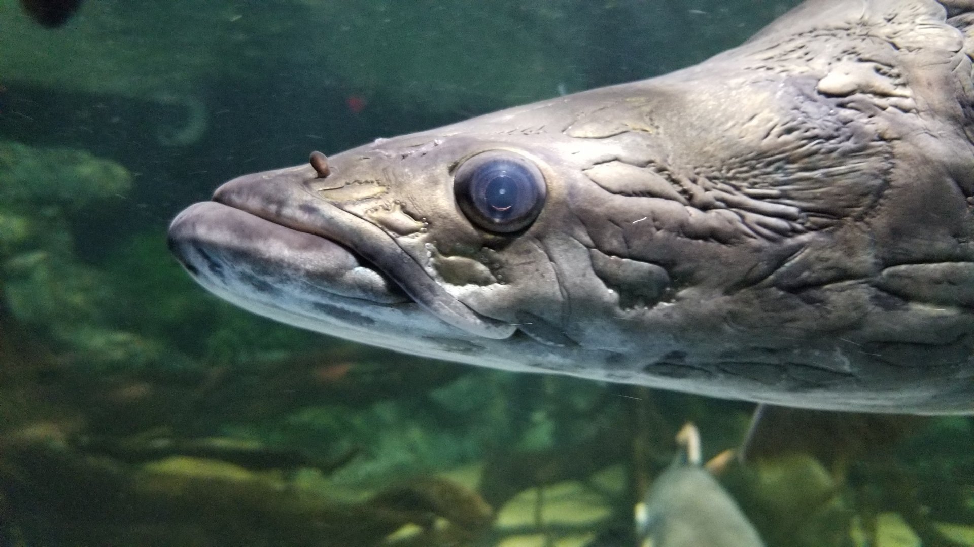 Electric City - Arapaima