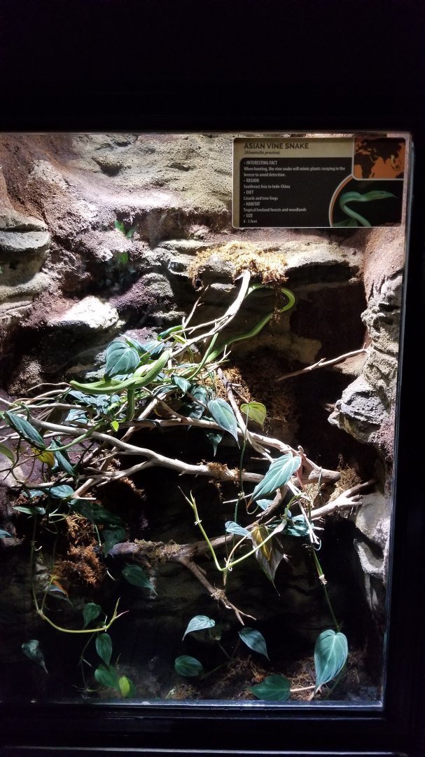 Electric City - Asian Vine Snake, Ahaetulla prasina