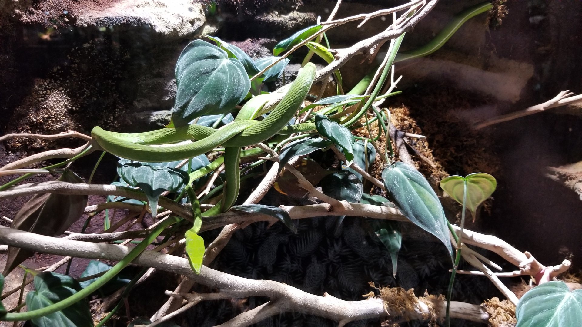 Electric City - Asian Vine Snake, Ahaetulla prasina