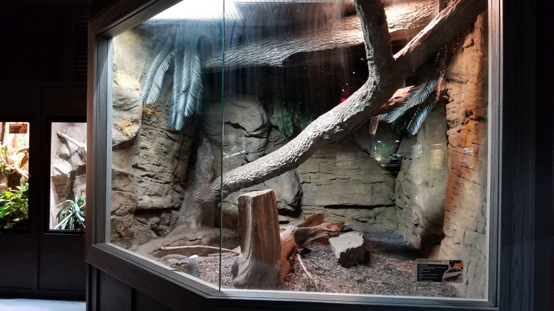 Electric City - Asian Water Monitor, Varanus salvator