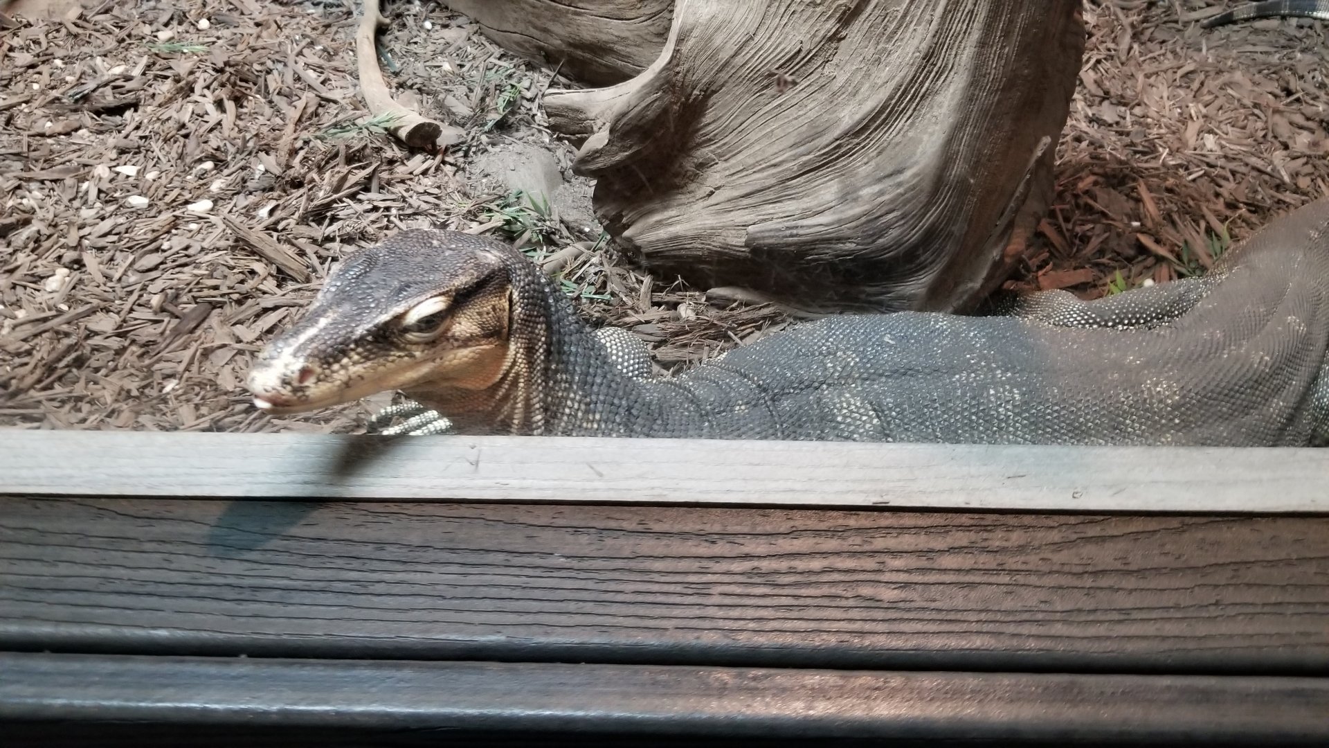 Electric City - Asian Water Monitor, Varanus salvator