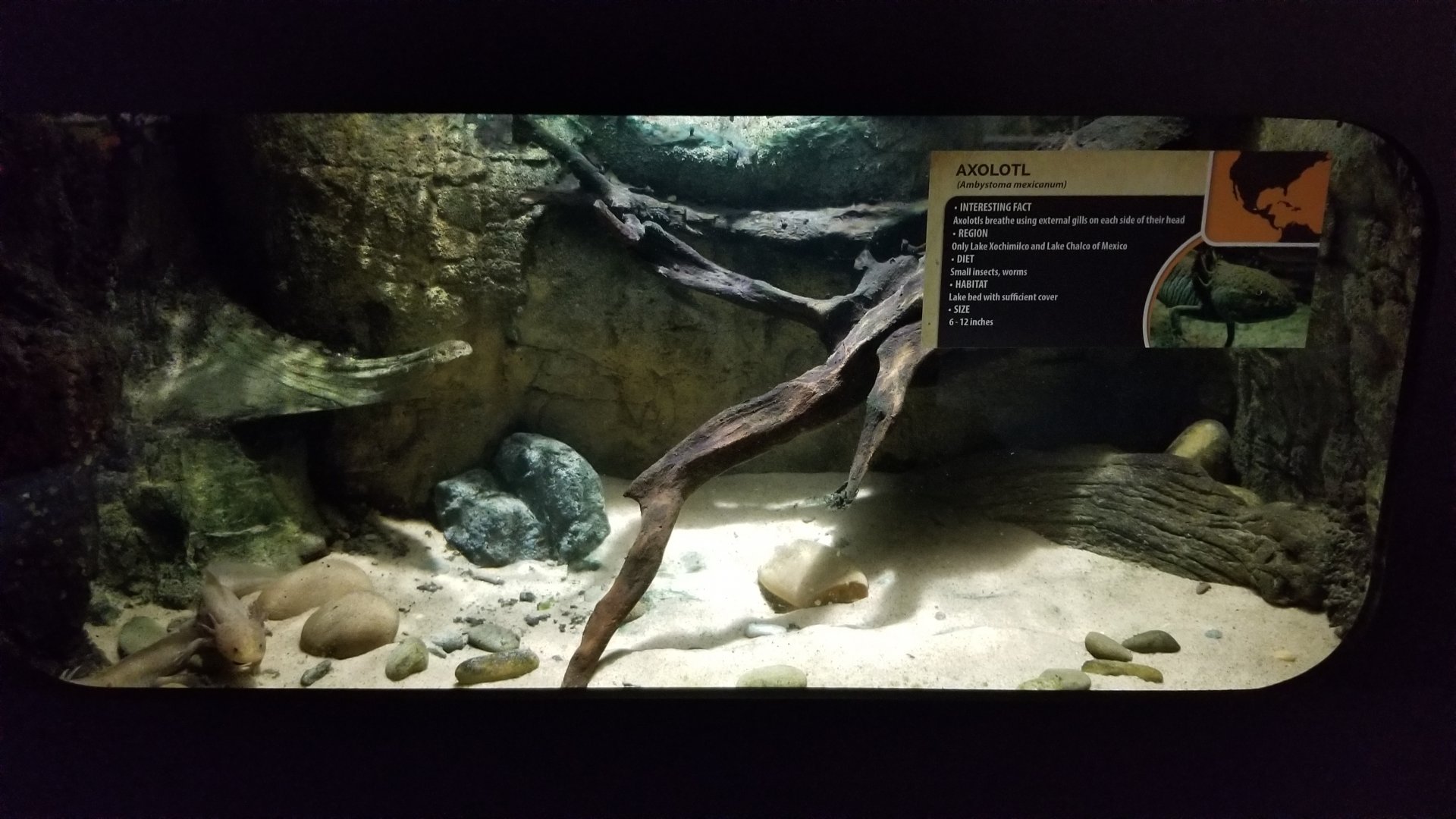 Electric City - Axolotl, Ambystoma mexicanum