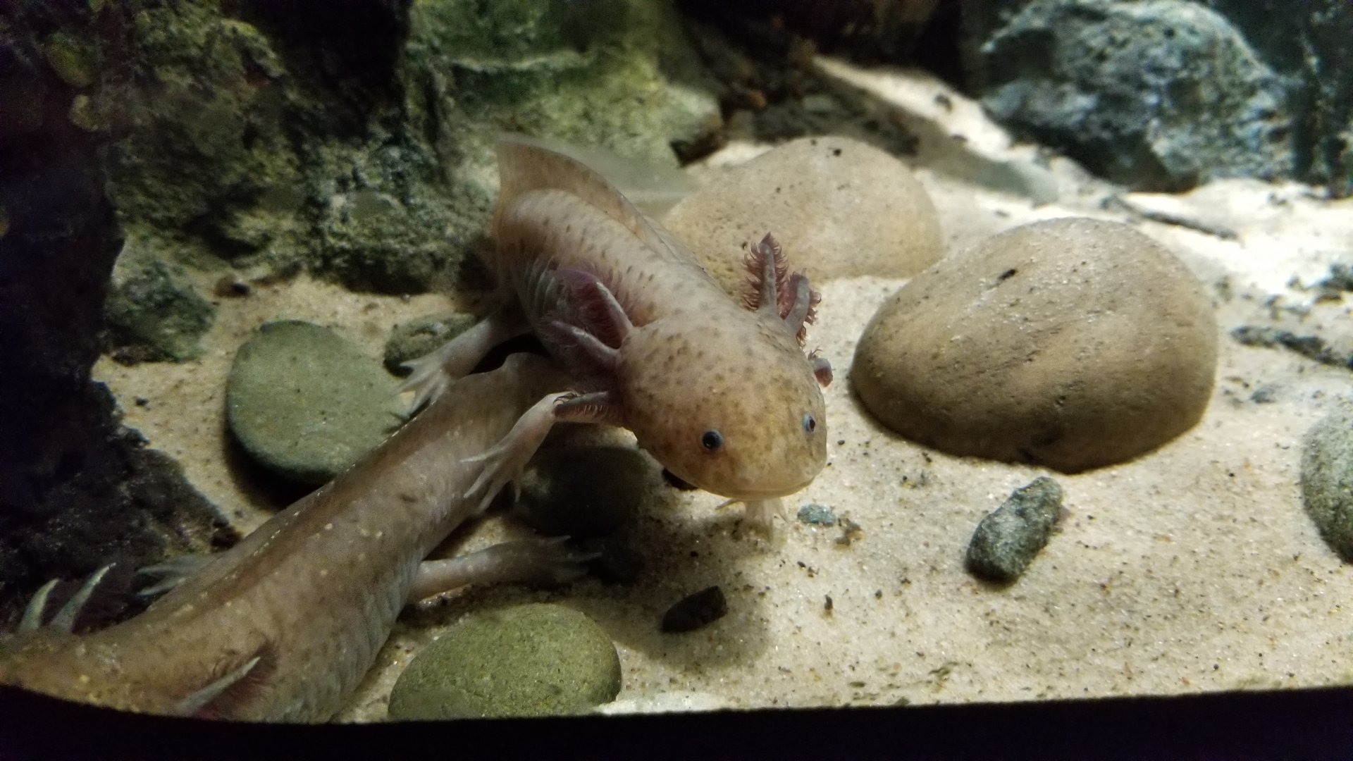 Electric City - Axolotl, Ambystoma mexicanum