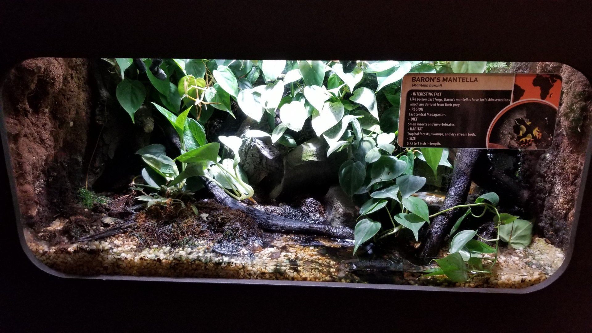 Electric City - Baron’s Mantella, Mantella baroni