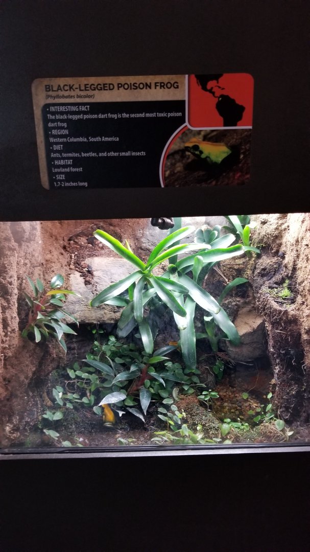 Electric City - Black-legged Poison Frog, Phyllobates bicolor