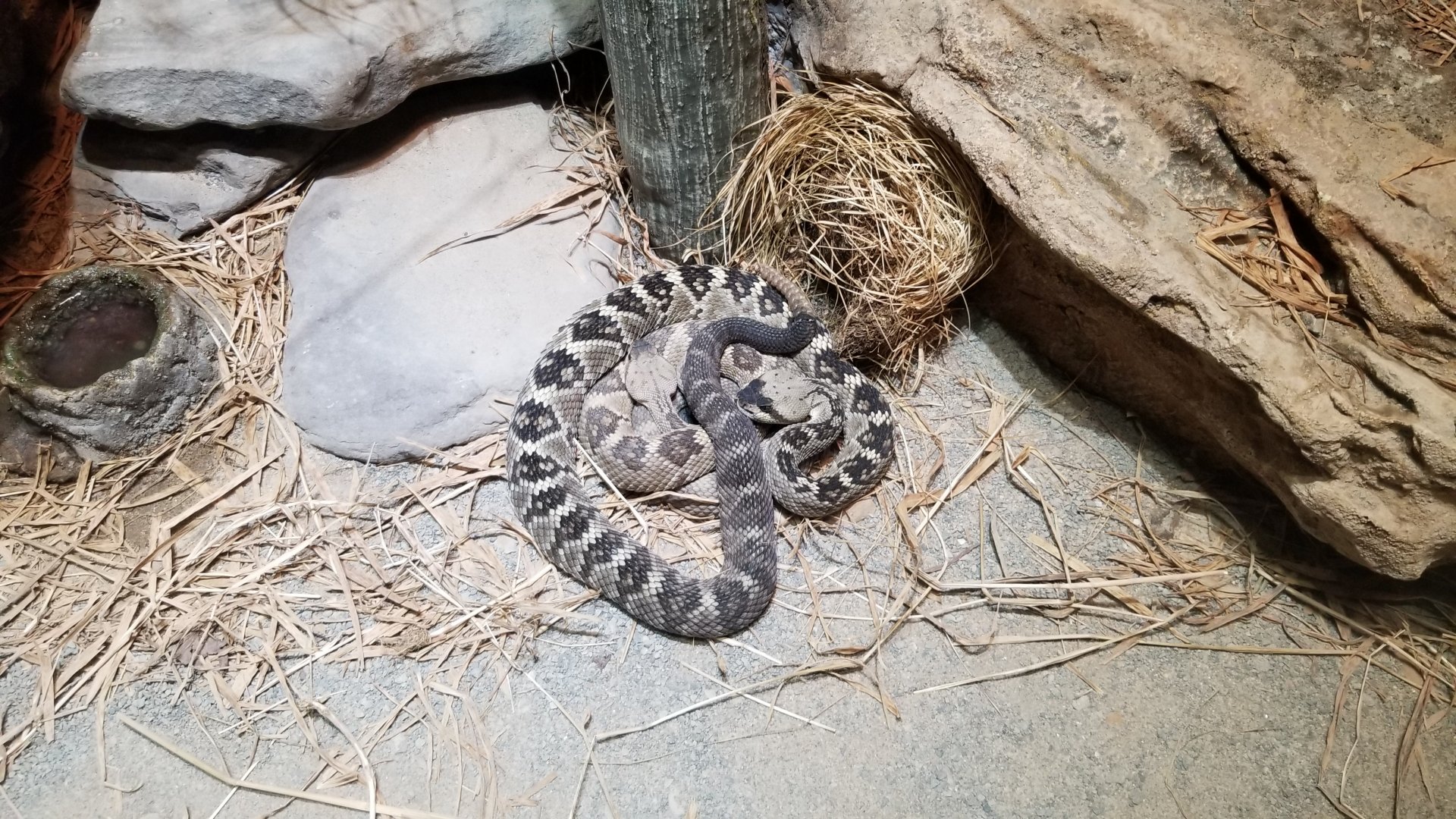 Electric City - Black-tailed Rattlesnake, Crotalus molossus