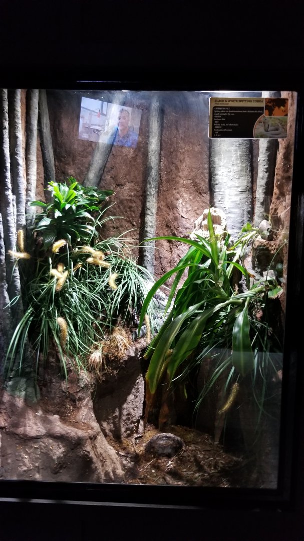 Electric City - Black & White Spitting Cobra, Naja siamensis