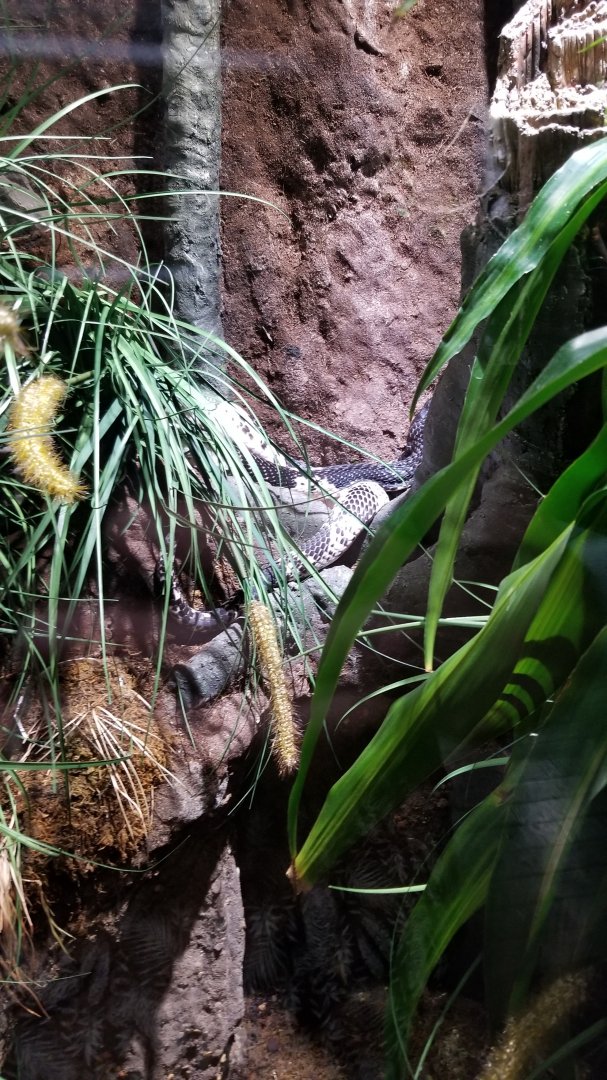 Electric City - Black & White Spitting Cobra, Naja siamensis