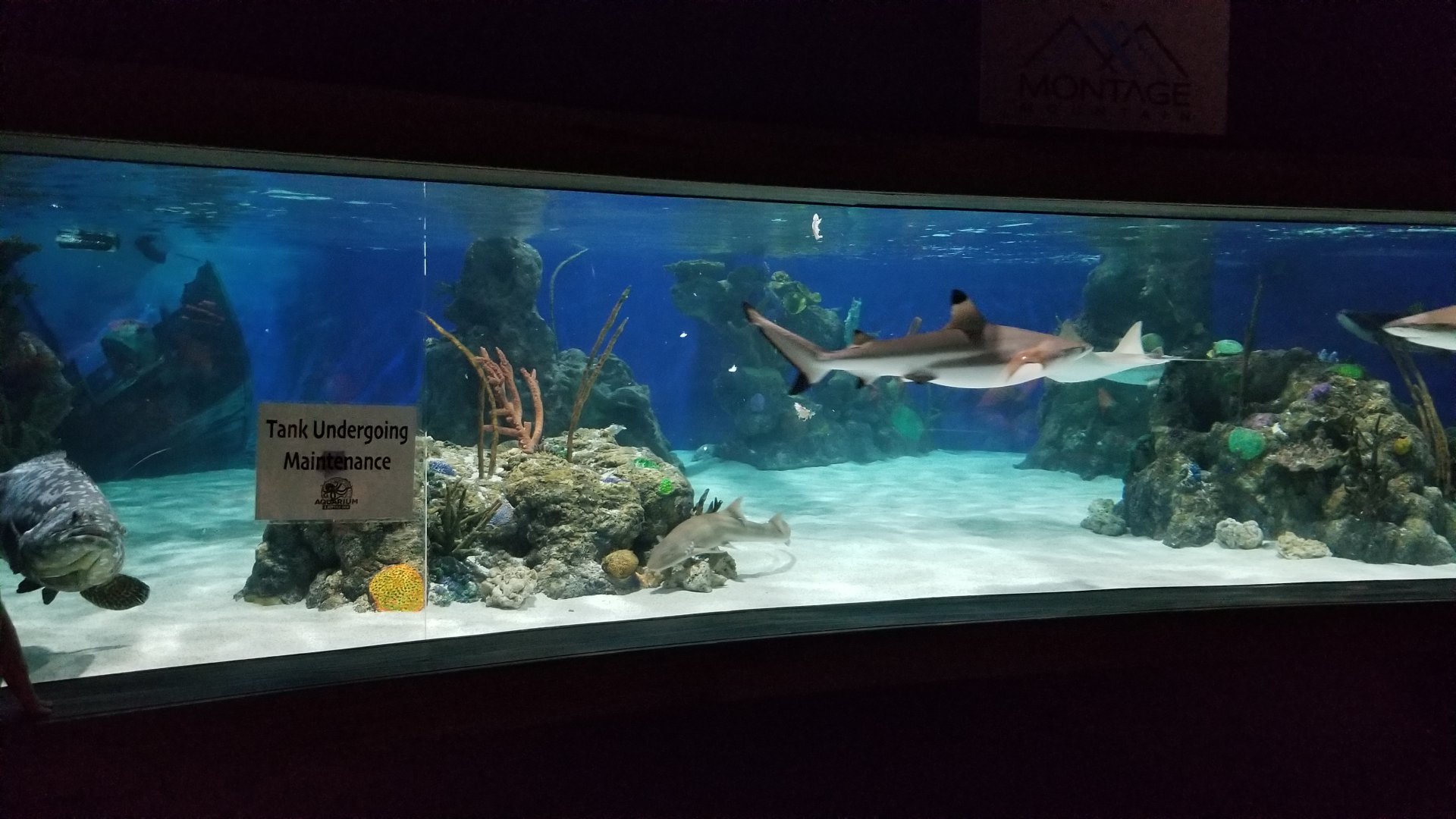 Electric City - Blacktip Reef Shark, Bamboo Shark, Bumble Bee Grouper, Cownose Ray