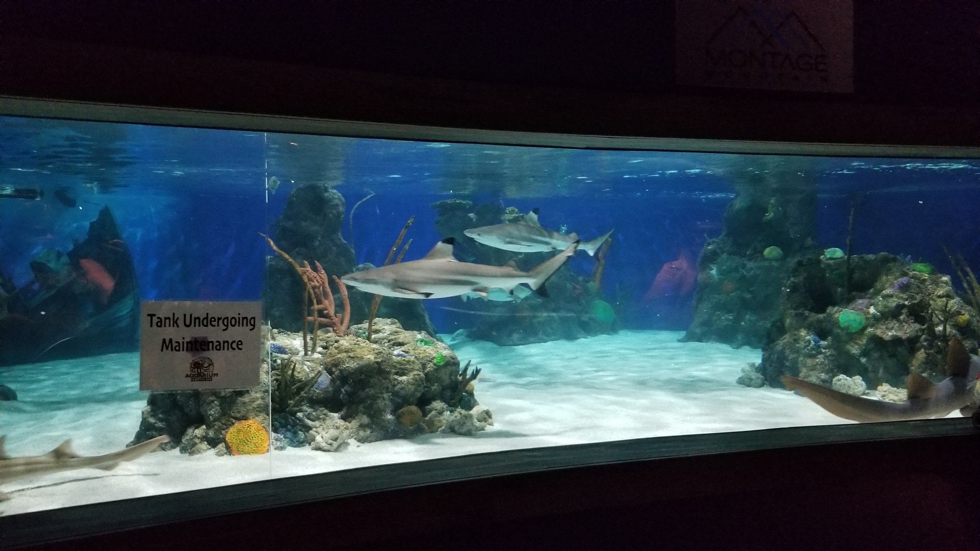 Electric City - Blacktip Reef Shark, Bamboo Shark, Nurse Shark