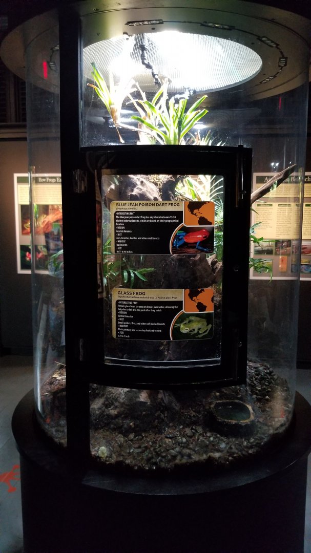 Electric City - Blue Jean Poison Dart Frog Oophaga pumilio, Glass Frog Hyalinobatrachium valerioi