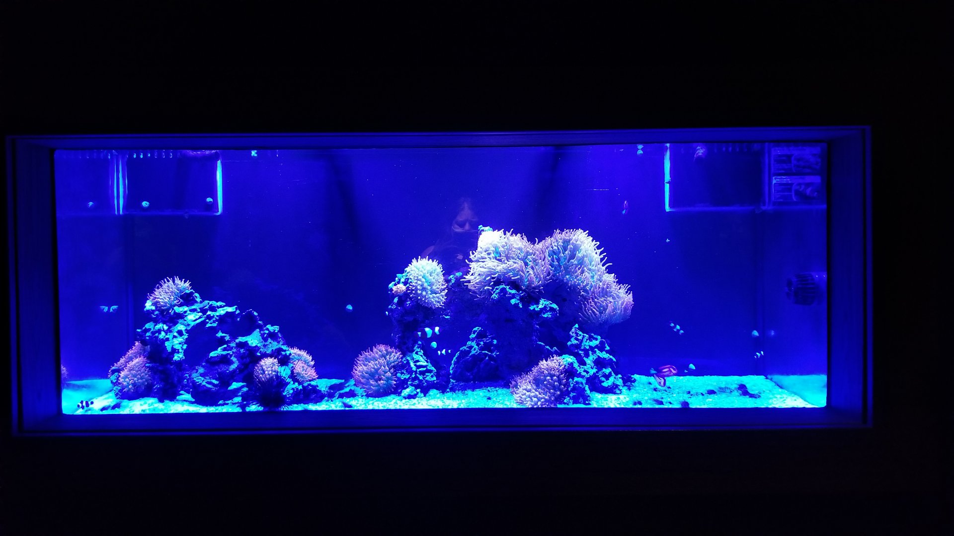 Electric City - Blue light clownfish tank