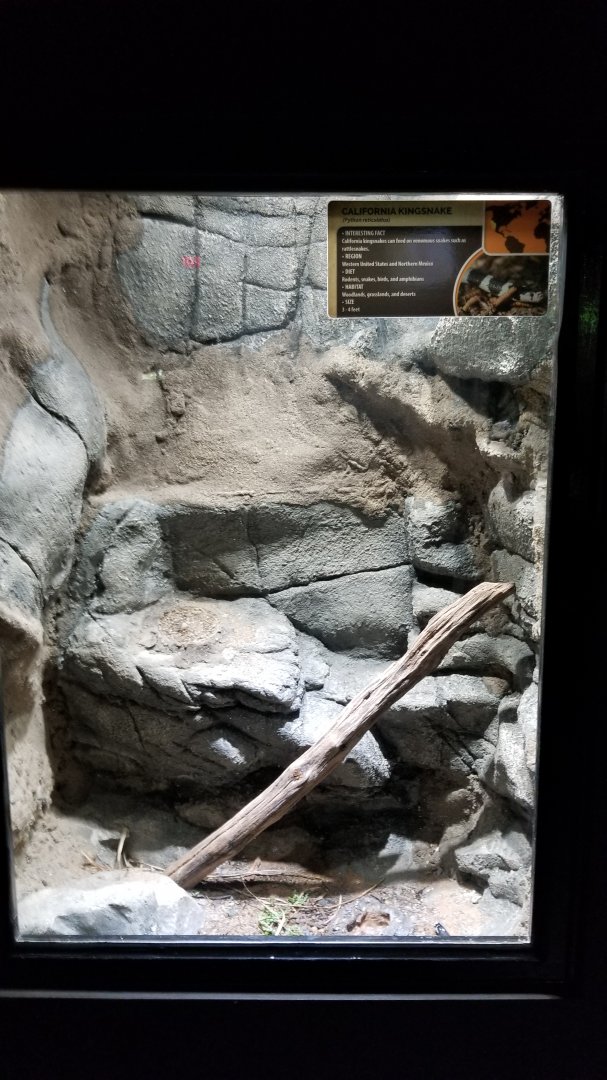 Electric City - California Kingsnake