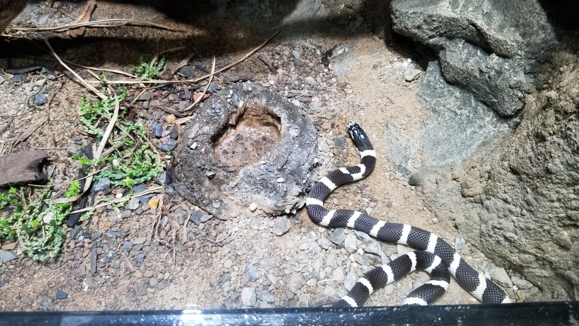 Electric City - California Kingsnake