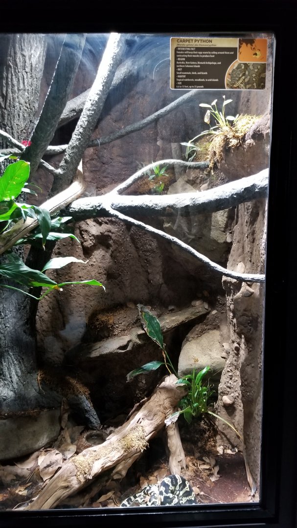 Electric City - Carpet Python, Morella silota