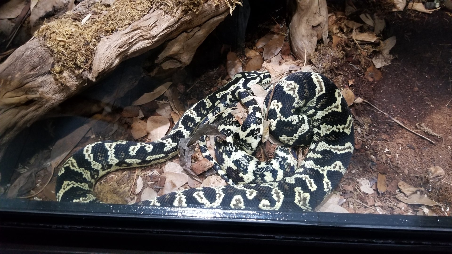 Electric City - Carpet Python, Morella silota