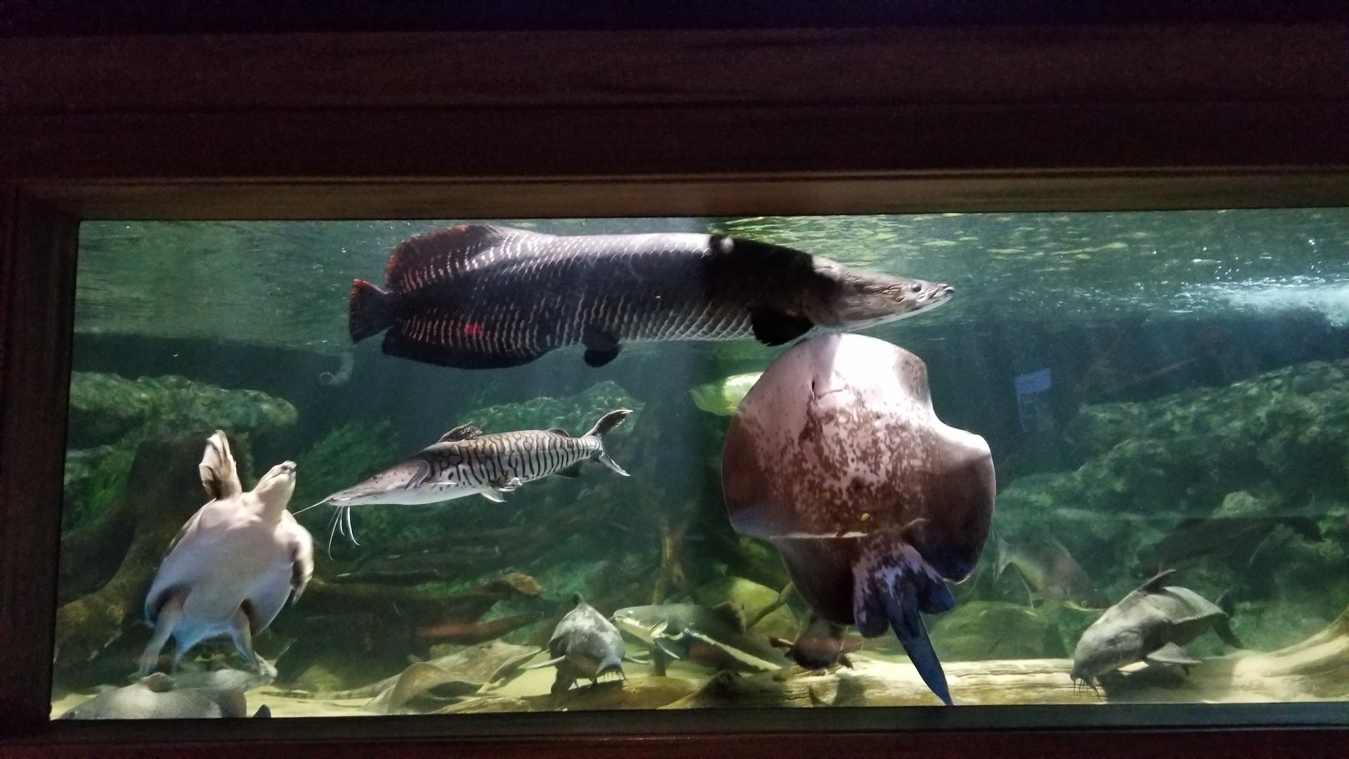 Electric City: Catfish Cove, species list in comments