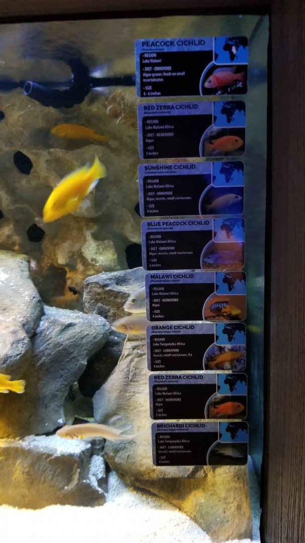 Electric City - Cichlid tank species list