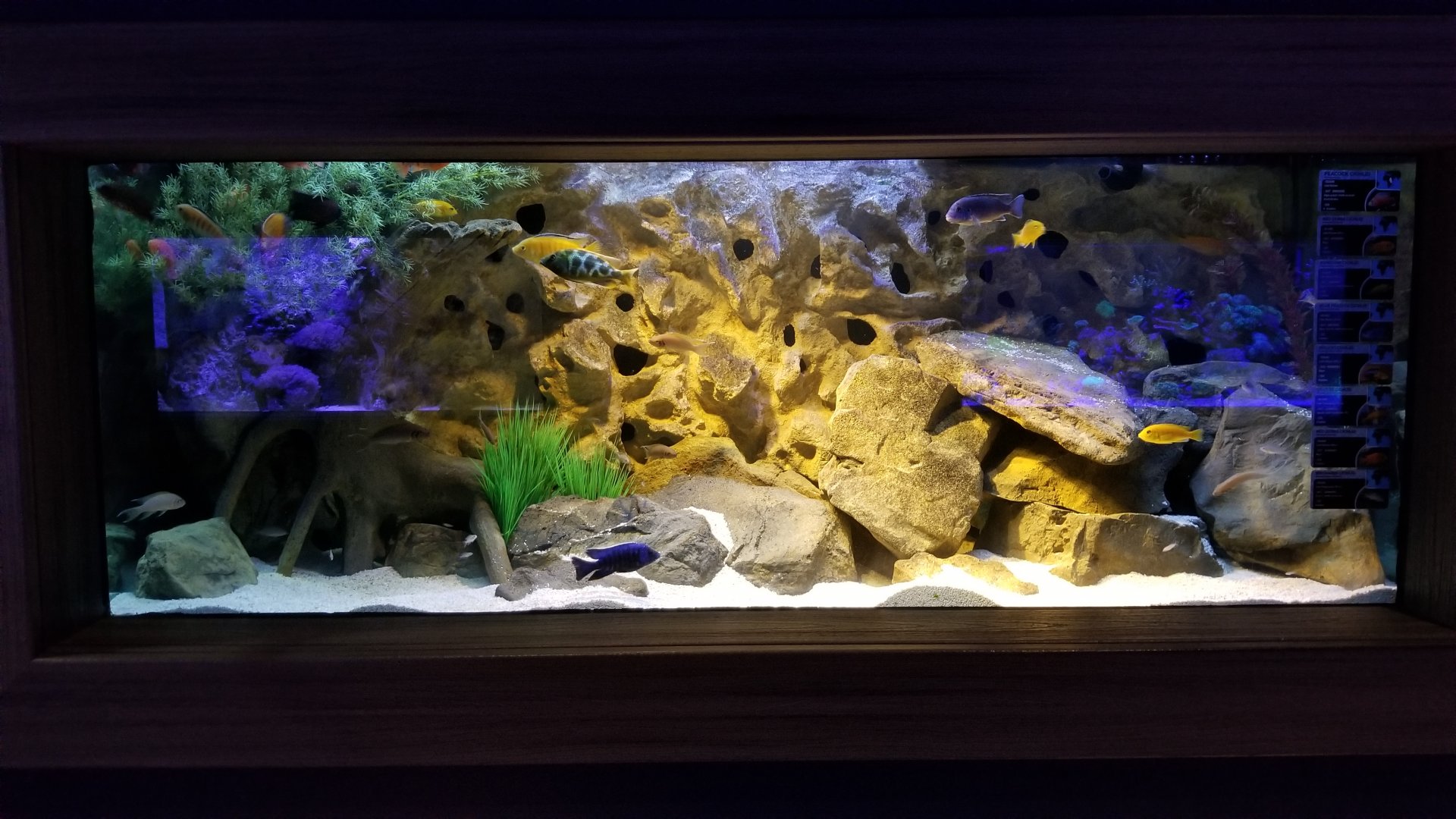 Electric City - Cichlid tank