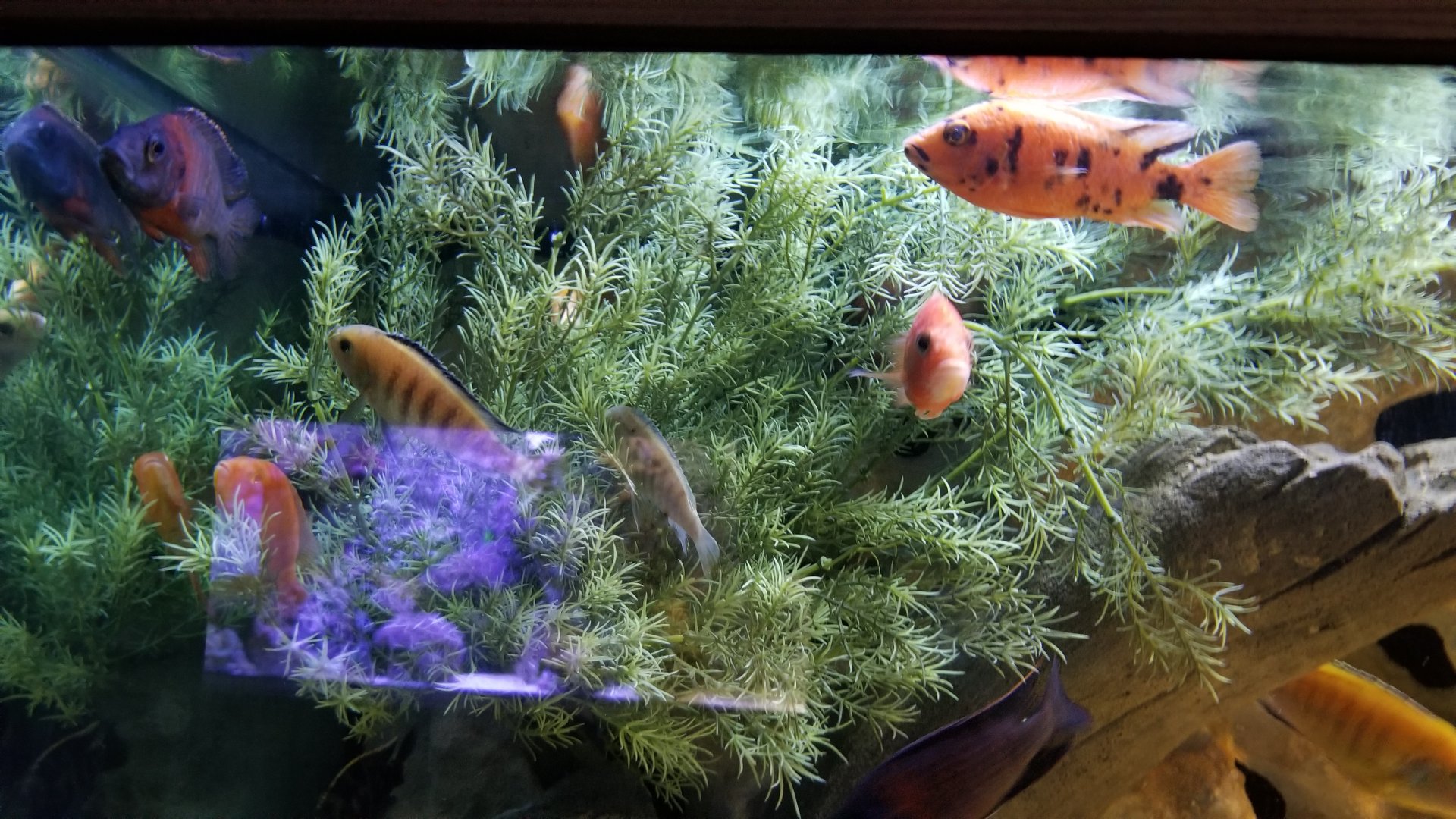 Electric City - Cichlids