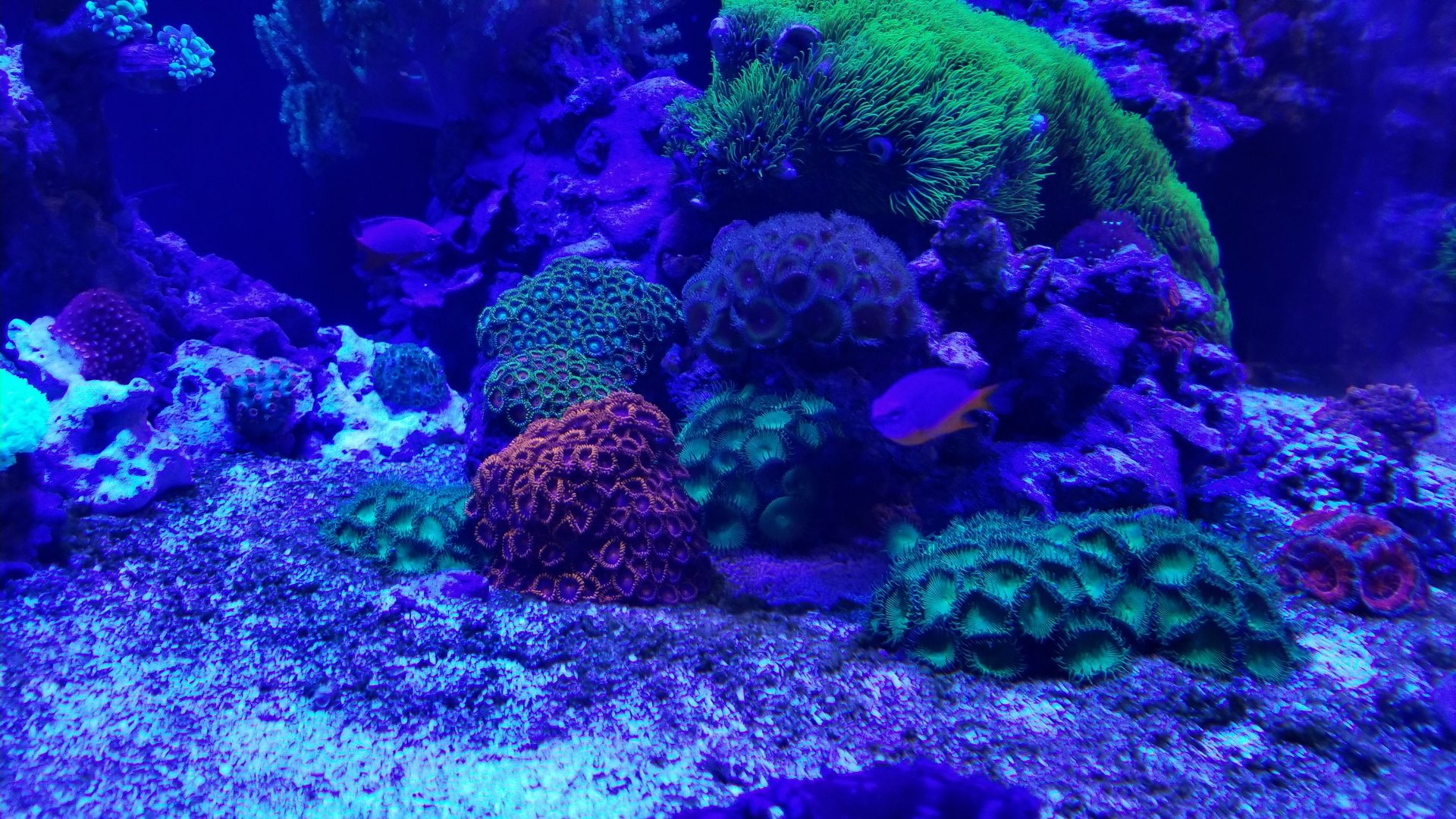 Electric City: Corals and shrimp tank, unsigned fish