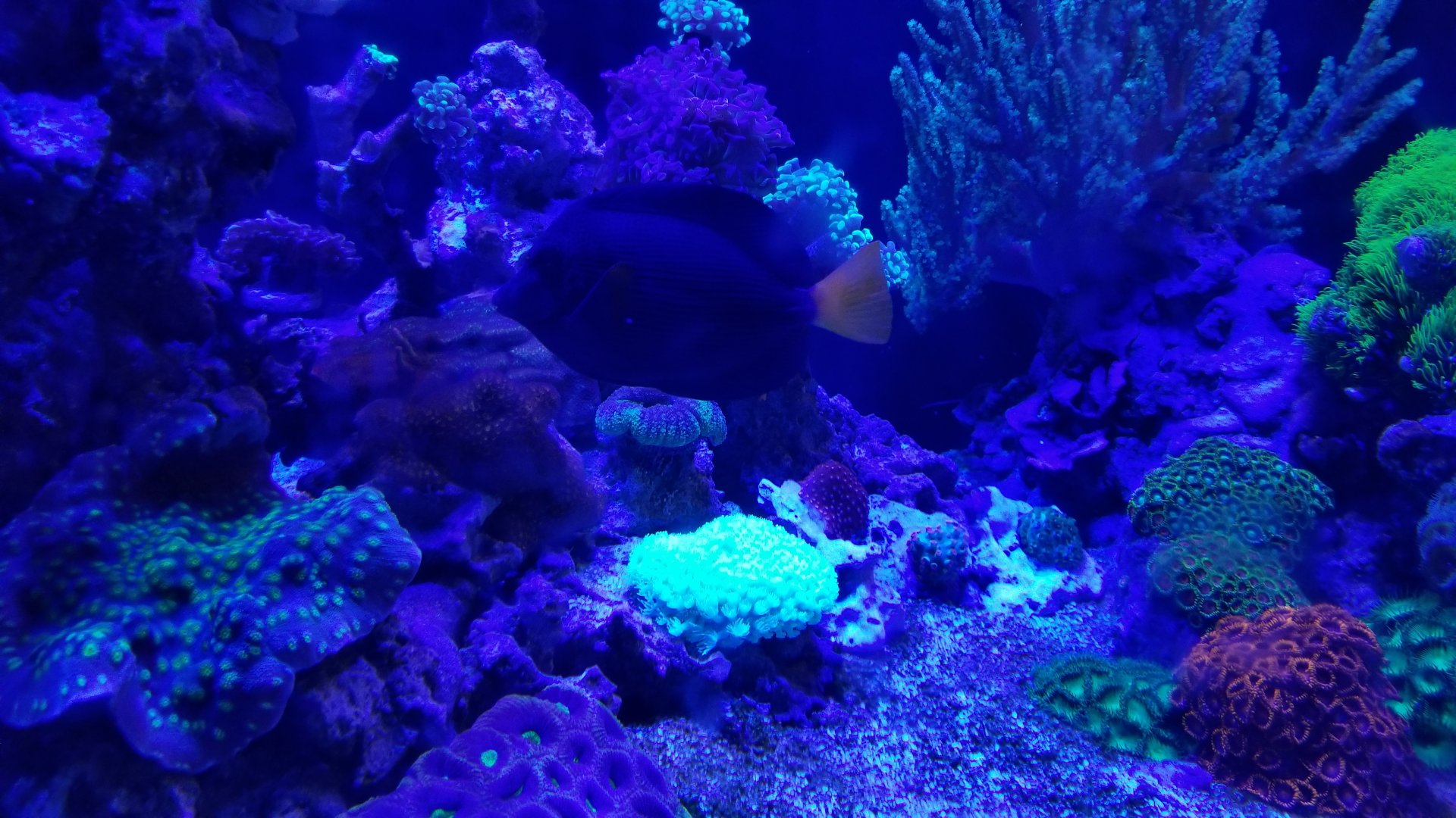Electric City: Corals and shrimp tank, unsigned fish