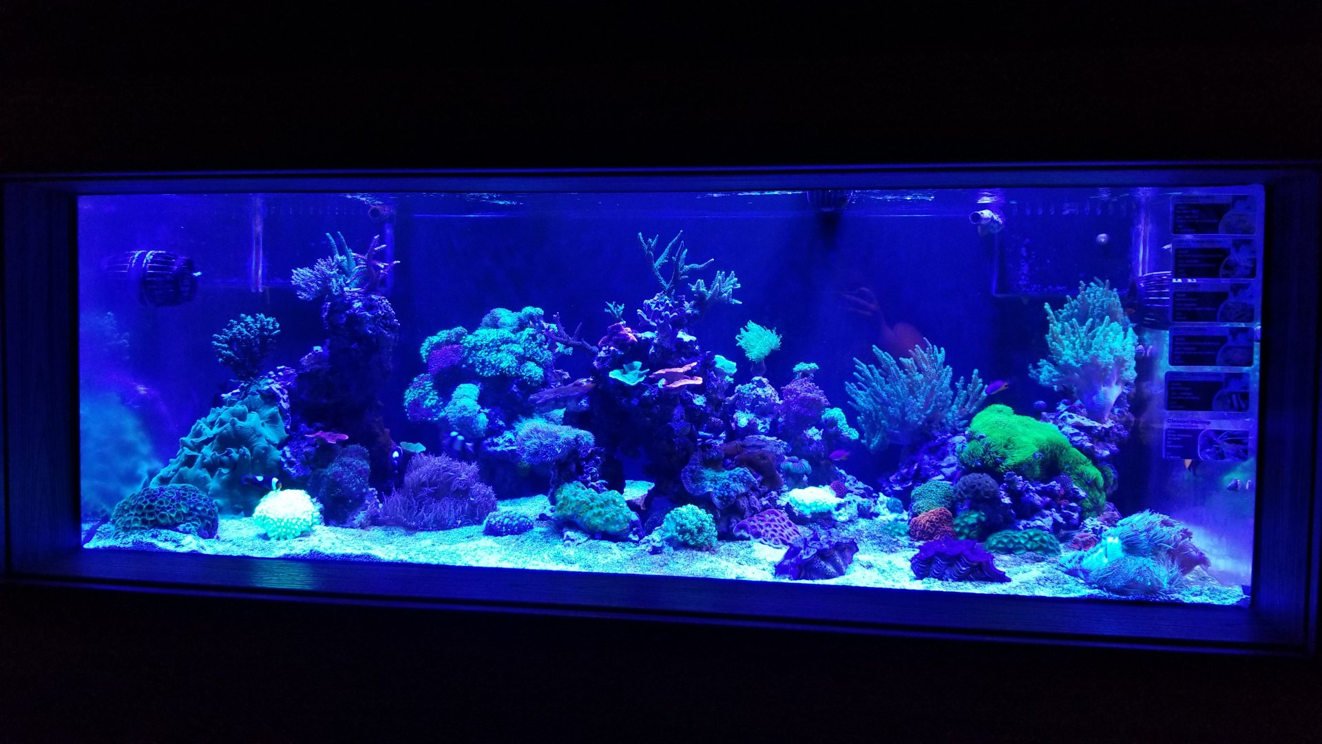 Electric City: Corals and shrimp tank