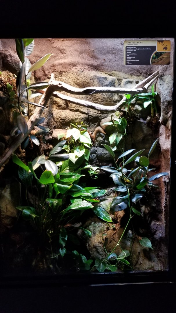 Electric City - Crested Gecko, Correlophus ciliatus