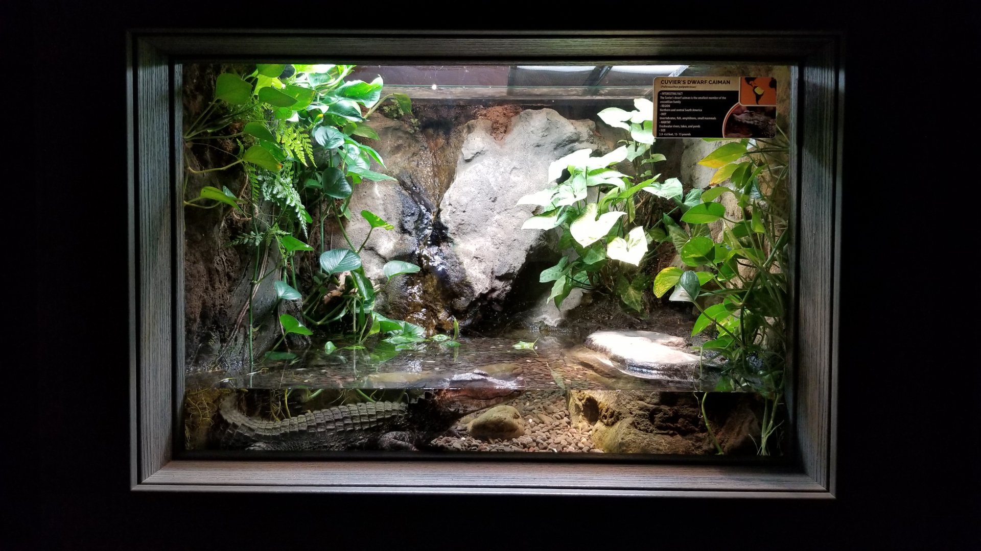 Electric City - Cuvier’s Dwarf Caiman, Paleosuchus palpebrosus