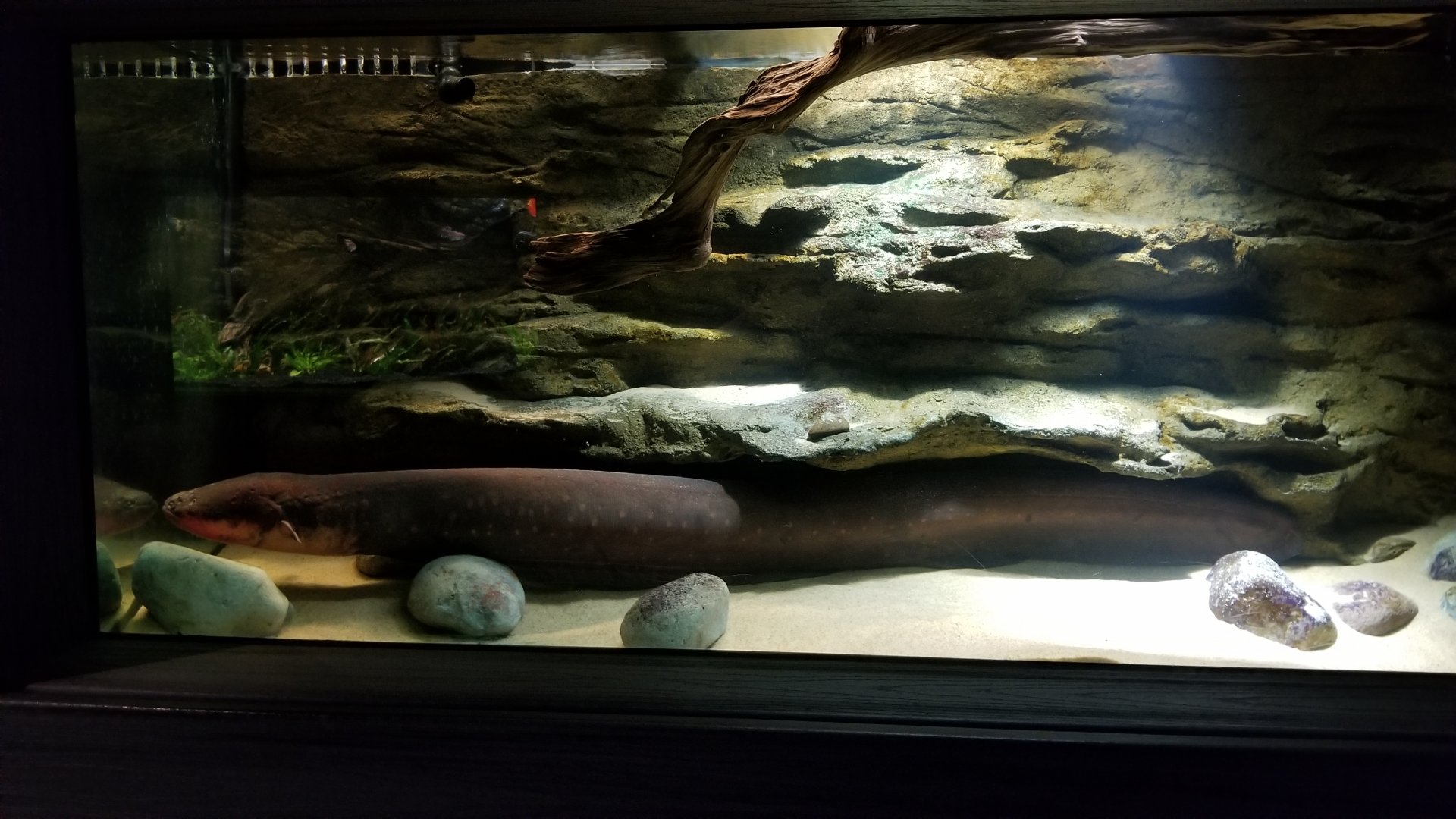 Electric City - Electric eel, Melon barb