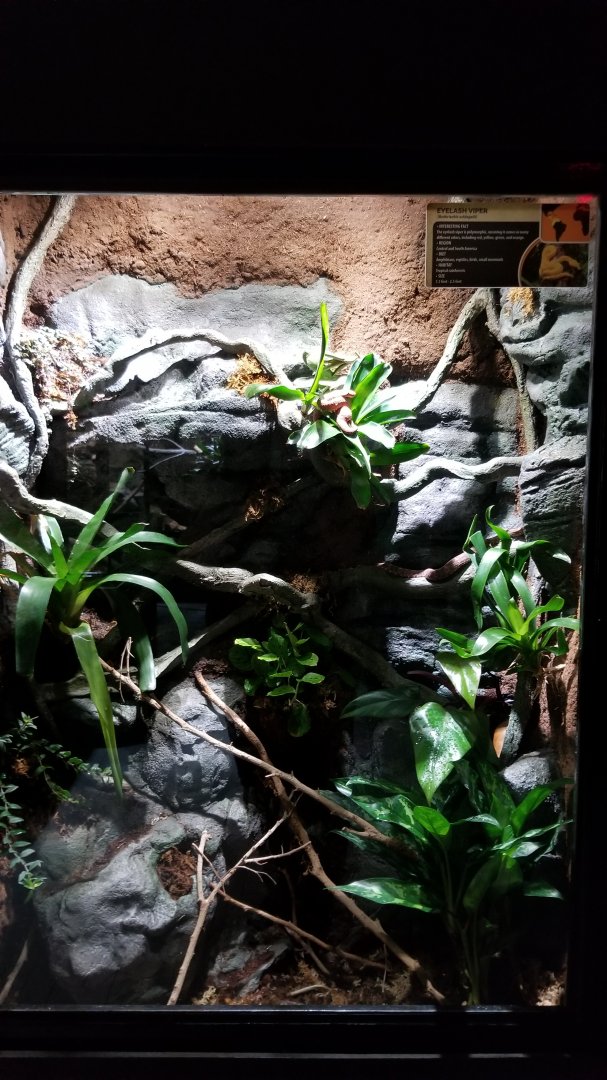 Electric City - Eyelash Viper, Bothriechis schlegelli