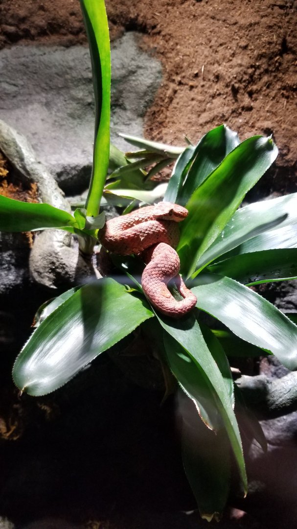 Electric City - Eyelash Viper, Bothriechis schlegelli