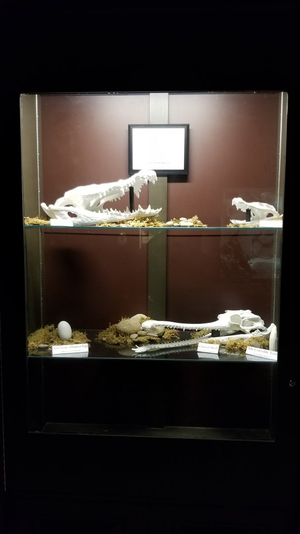 Electric City - fake skull display