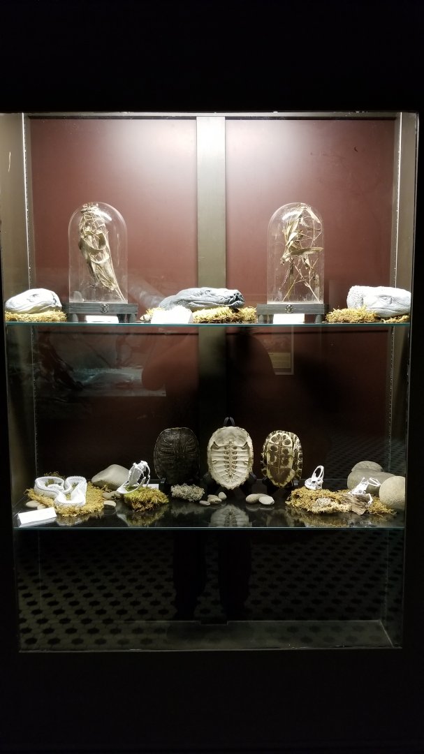 Electric City - fake skulls, shells, etc display