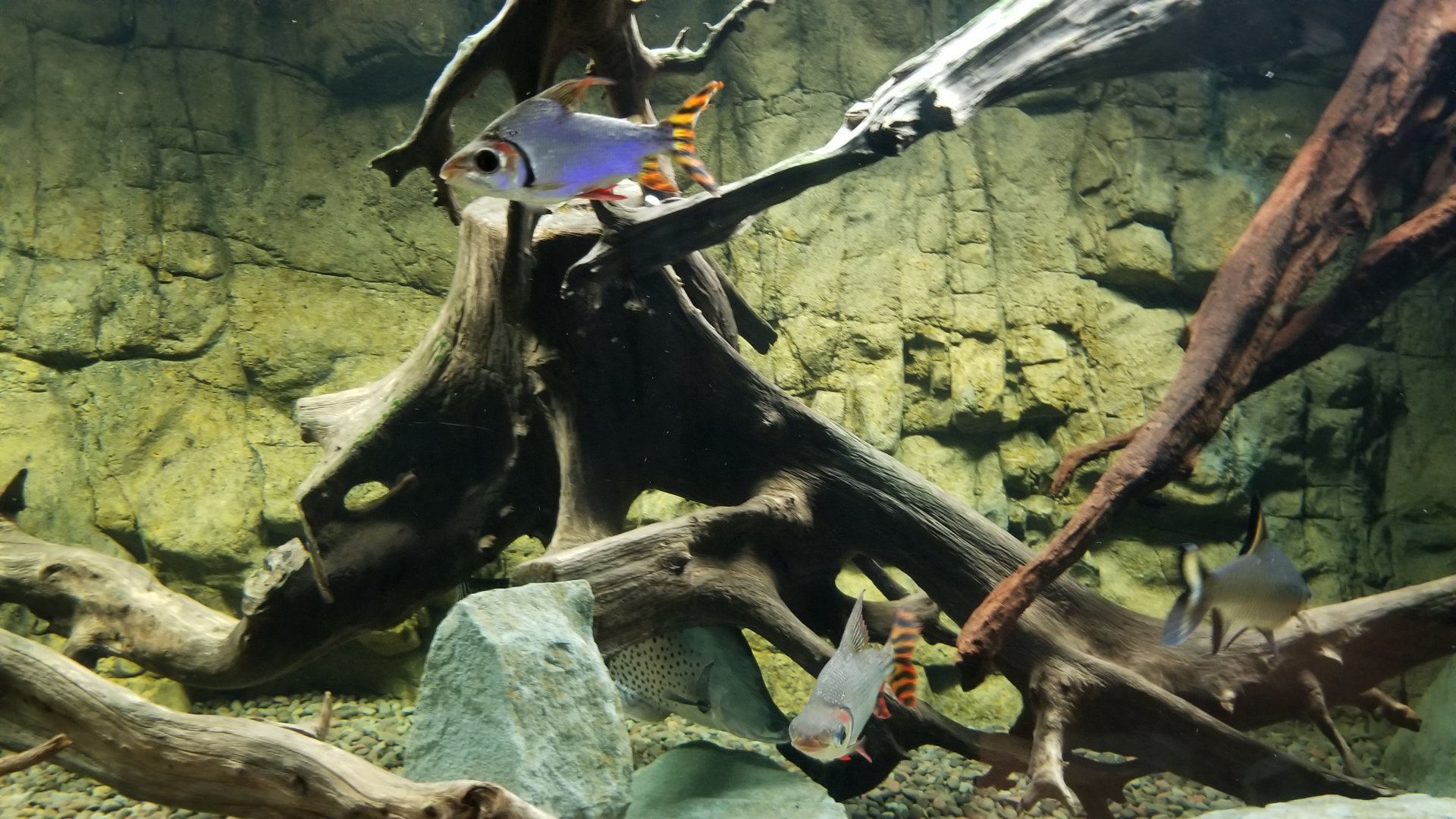 Electric City - Flagtail Prochilodus, Semaprochilodus insignis