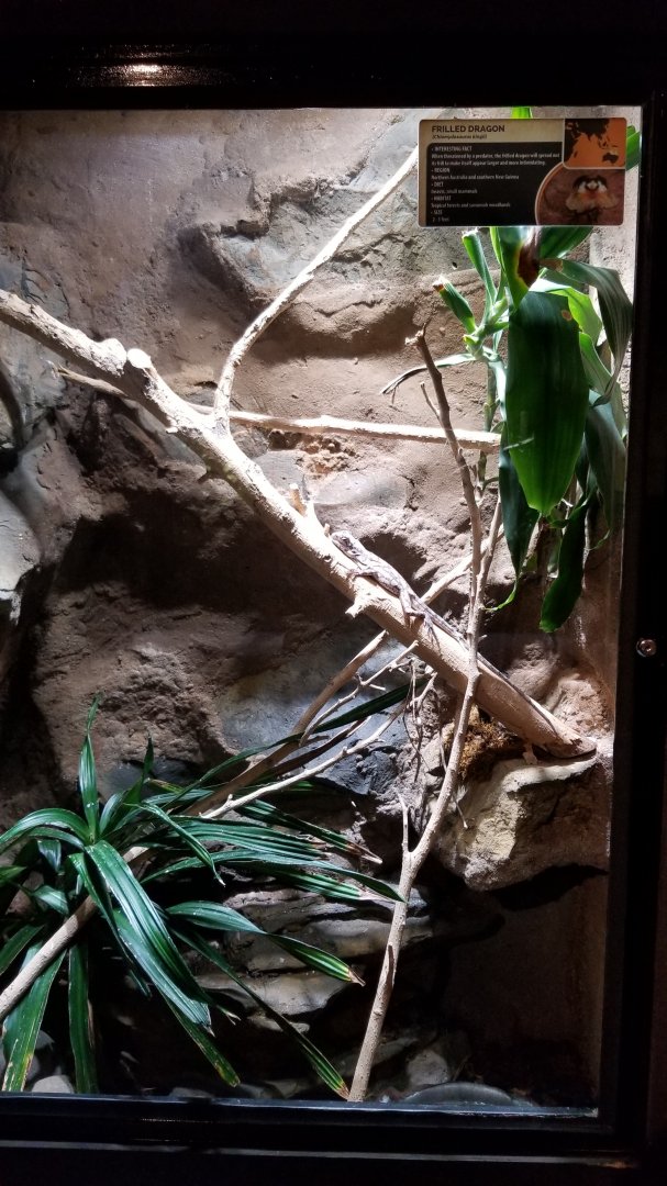 Electric City - Frilled Dragon, Chlamydosaurus kingii