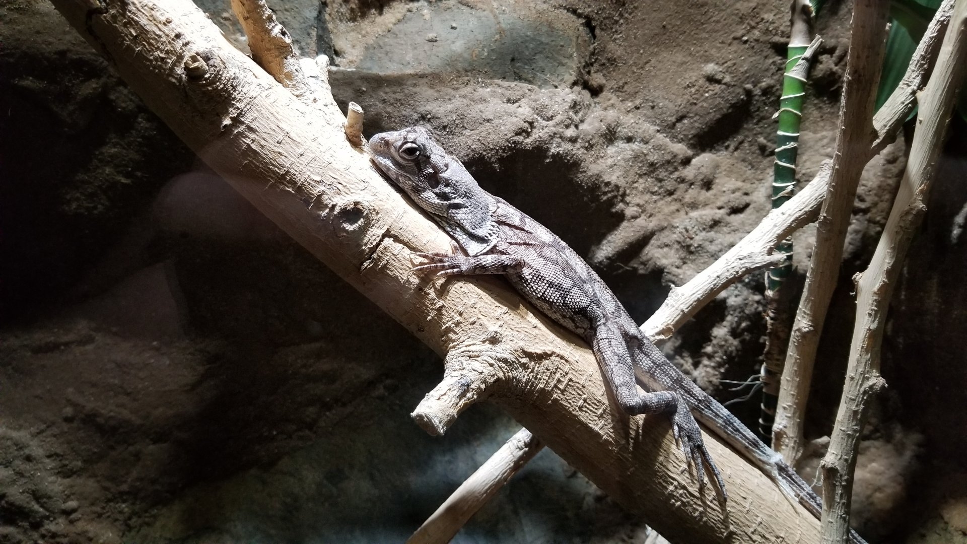 Electric City - Frilled Dragon, Chlamydosaurus kingii