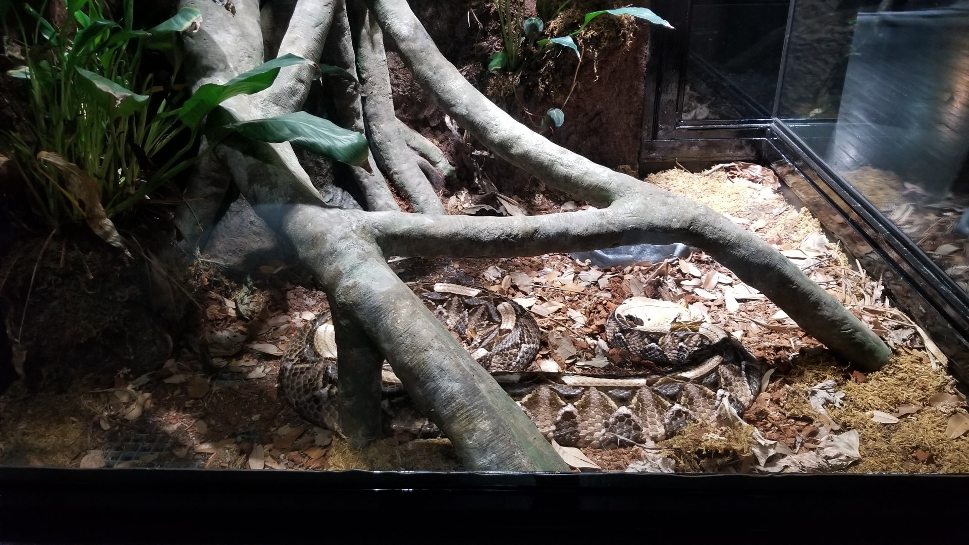 Electric City - Gaboon Viper, Bitis gabonica