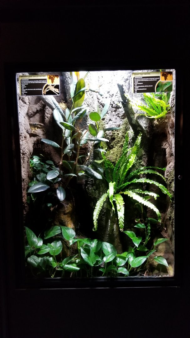 Electric City - Giant Day Gecko Phelsuma grandis, Mossy Leaf-tailed Gecko Uroplatus sameiti